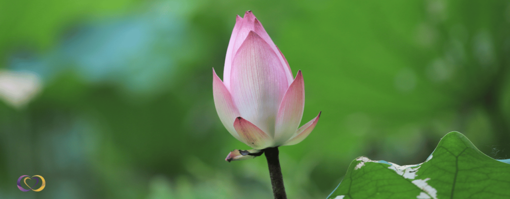 Virtues in Action WP